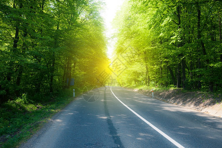 穿越阳光明媚的夏日森林沥青路图片