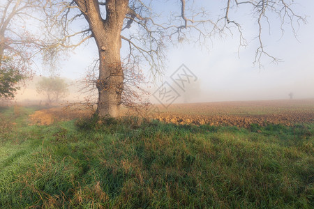 大树在雾中托斯卡纳意大利欧洲图片