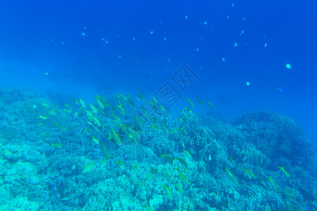 具有复制空间的平定水下场景图片