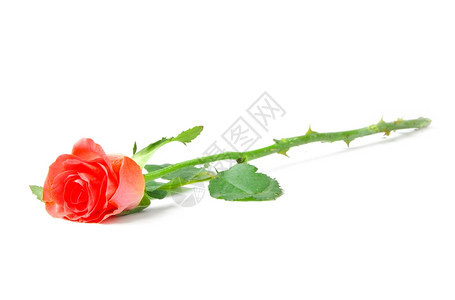 白色背景上孤立的红玫瑰xAxA白背景上孤立的红玫瑰xA图片