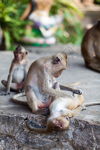 猴子家庭图片