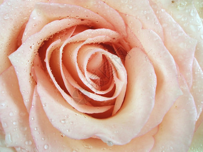 粉红玫瑰有水滴超级特近图片