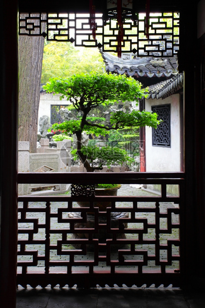 上海原羽园大盆树图片