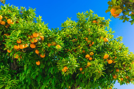 一棵树橙植物上新鲜橙子背景图片