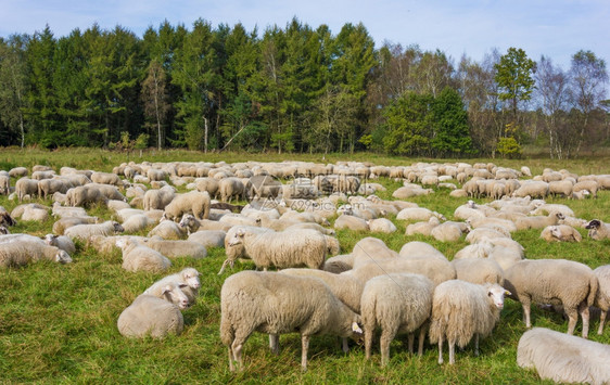 牧羊在绿草上原图片