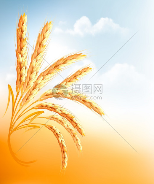 蓝色天空前的小麦矢量图图片