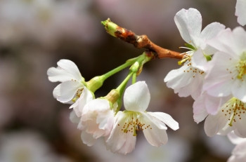 春花系列美丽的樱花图片