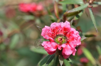 Manuka苗条和r白粉花朵开Leptospermum天花馆图片