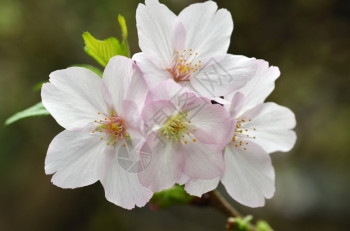 日本著名的花朵樱在新加坡湾的花园中展出图片