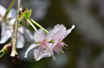 春花系列美丽的樱花图片