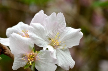 日本著名的花朵樱在新加坡湾的花园中展出图片