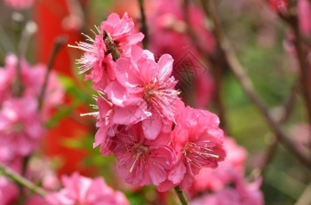 春花系列日本杏图片