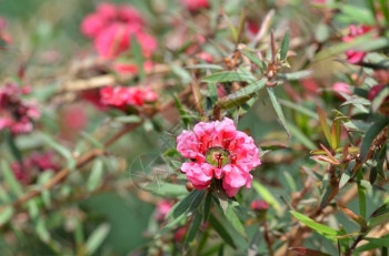 Manuka苗条和r白粉花朵开Leptospermum天花馆图片