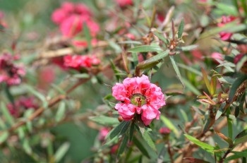 Manuka苗条和r白粉花朵开Leptospermum天花馆图片