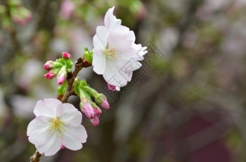 日本著名的花朵樱在新加坡湾的花园中展出图片