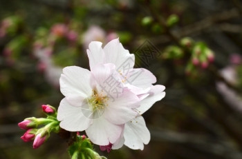 日本著名的花朵樱在新加坡湾的花园中展出图片