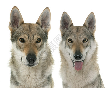 白色背景面前的雪乔斯洛瓦克狼犬图片