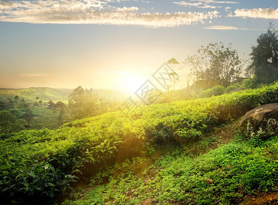 斯里兰卡NuwaraEliya茶叶种植园的太阳过图片