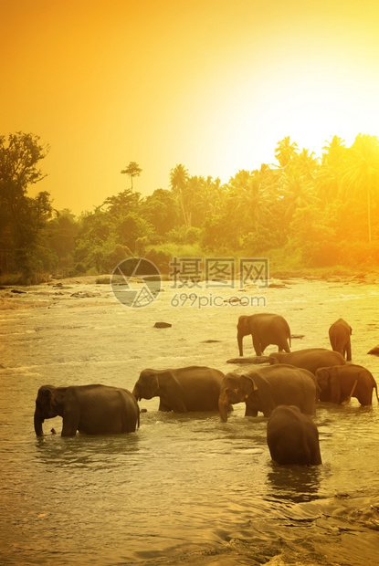 大象和自然保护区的明亮日出图片