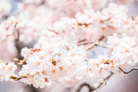 樱花春底的日本人图片