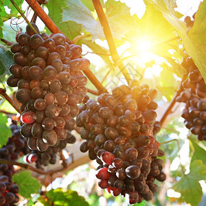 太阳下成熟的葡萄图片