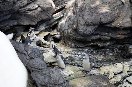 马哲伦企鹅Spheniscusmagellanicus是南美企鹅在阿根廷智利和福克兰群岛沿岸繁殖图片
