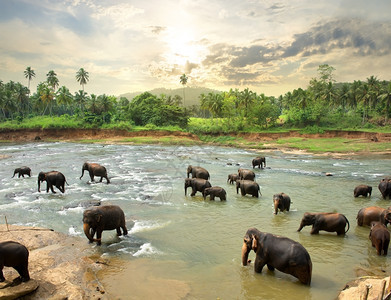 斯里兰卡丛林河水中的大象斯里兰卡图片