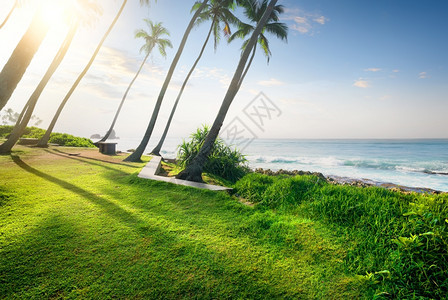 斯里兰卡海洋附近的绿草和棕榈田图片
