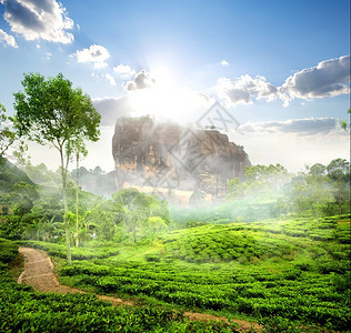 斯里兰卡绿茶种植园附近的Sigiriya的雾图片