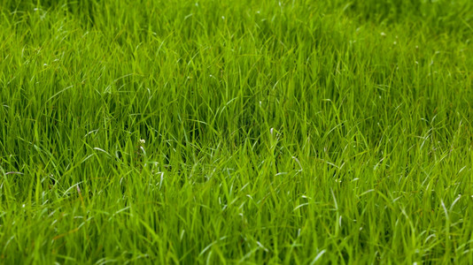 绿草背景质背景图片