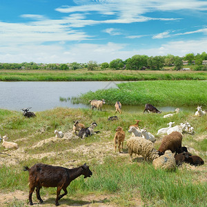 湖上山羊群图片