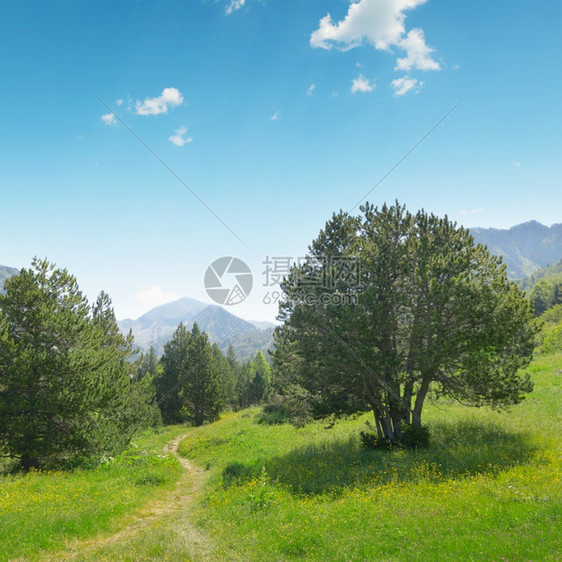 在高山背景上美丽的松树图片