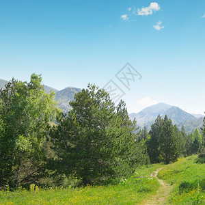 在高山背景上美丽的松树图片