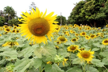 太阳花田向日葵图片