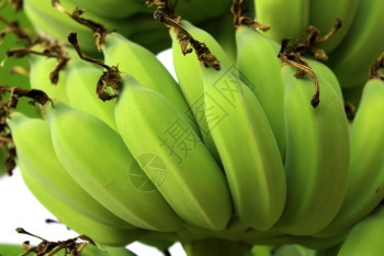 熟的香蕉树背景图片