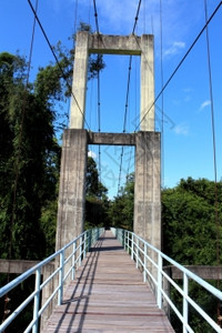 在雨林中横跨河流的悬吊桥图片