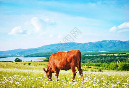 野外的牛群克里米亚的春天风景图片