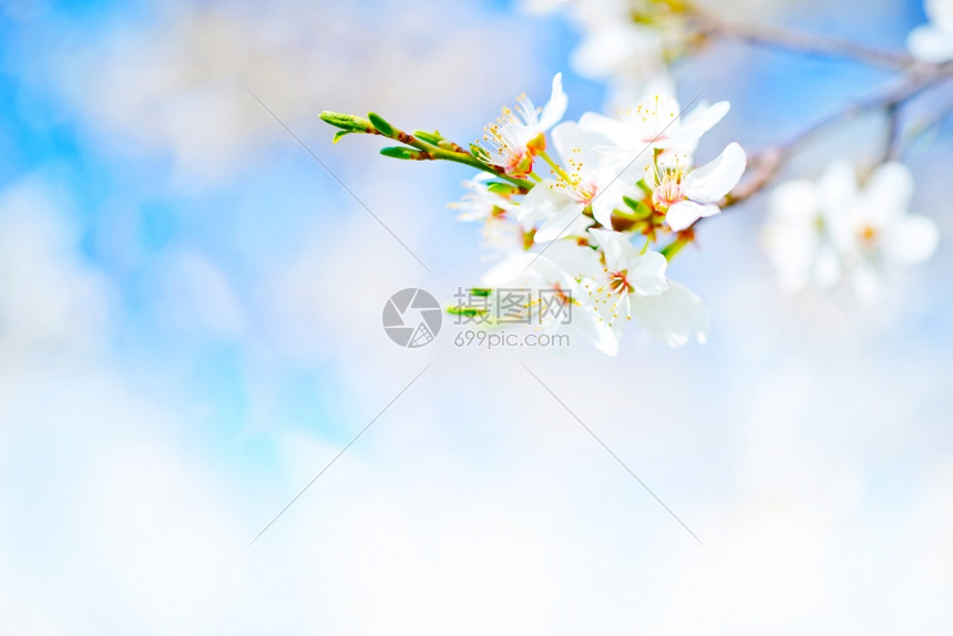 春树图片