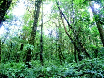 泰国Chiangmai公园自然雨林图片