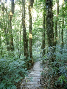 泰国Chiangmai公园自然雨林图片