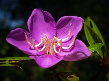 马拉巴色的花朵印地安罗多登花朵图片