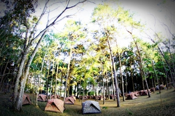 在Phitsanulok泰国PhuHinRongKla公园的松林Forrest露营图片
