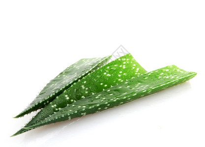 Aloe植物白线上隔离的Aloe植物图片