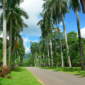 公园中的棕榈树图片
