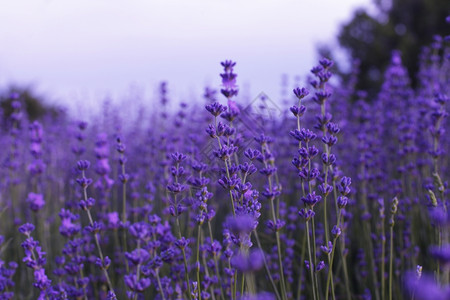 田野中的紫菜花图片