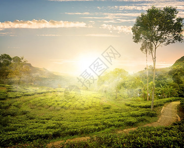斯里兰卡NuwaraEliya的雾和茶叶田图片