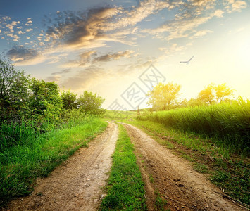 绿色植物和乡村道路图片