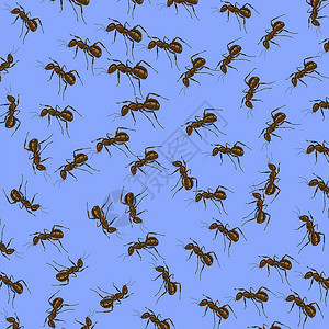 动物模式蓝背景孤立的蚂蚁孤立的图片