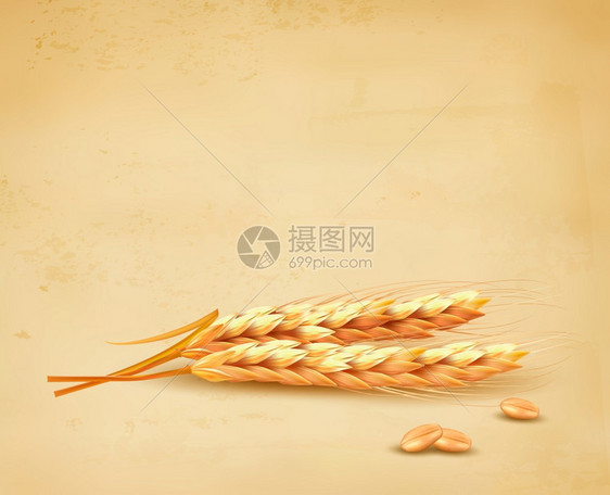 小麦矢量图图片