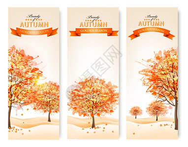 秋天多彩的叶子和树图片